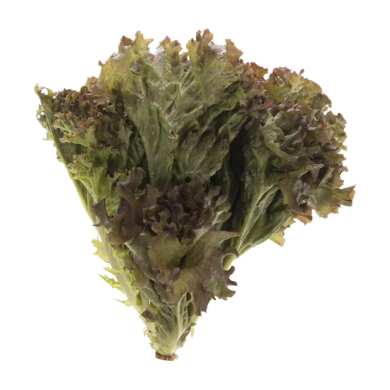 qualityq_90-56166 کاهو فرانسوی لولو رزا مقدار 0.15 کیلوگرم - تصویر 1