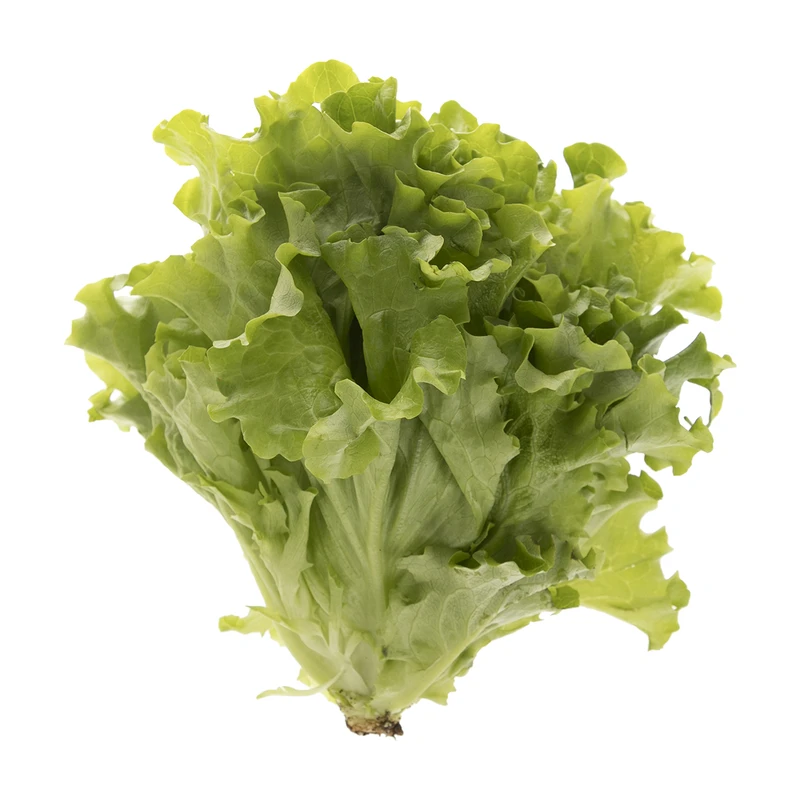 qualityq_90-56169 کاهو فرانسوی باتاویا مقدار 0.15 کیلوگرم - تصویر 1